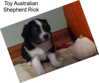 Toy Australian Shepherd Rick