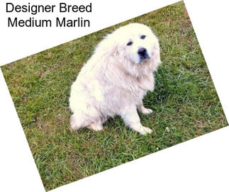 Designer Breed Medium Marlin