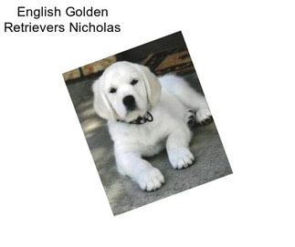 English Golden Retrievers Nicholas