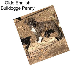 Olde English Bulldogge Penny