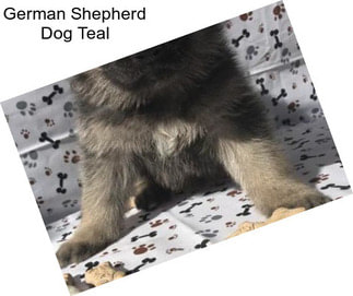 German Shepherd Dog Teal