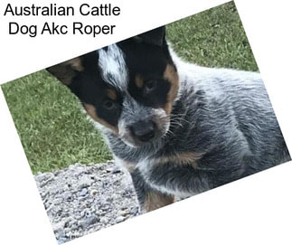 Australian Cattle Dog Akc Roper