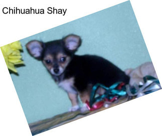 Chihuahua Shay