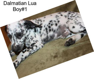 Dalmatian Lua Boy#1