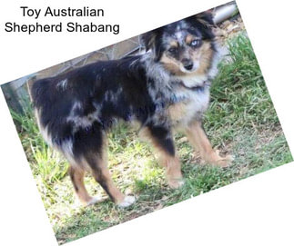 Toy Australian Shepherd Shabang