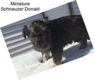 Miniature Schnauzer Donald