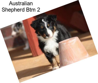 Australian Shepherd Btm 2