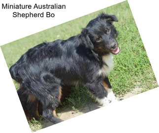 Miniature Australian Shepherd Bo