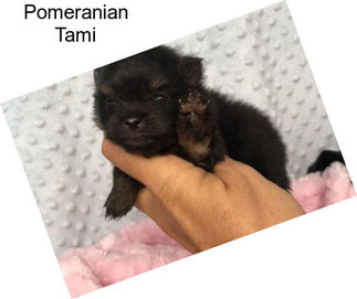 Pomeranian Tami