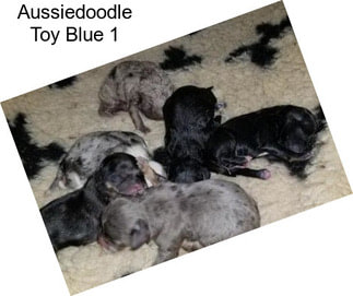 Aussiedoodle Toy Blue 1