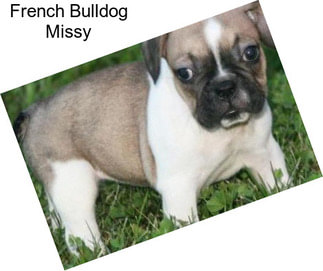 French Bulldog Missy