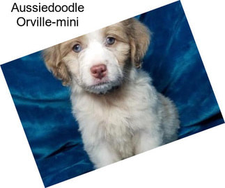 Aussiedoodle Orville-mini
