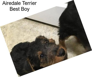 Airedale Terrier Best Boy