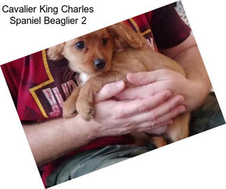 Cavalier King Charles Spaniel Beaglier 2