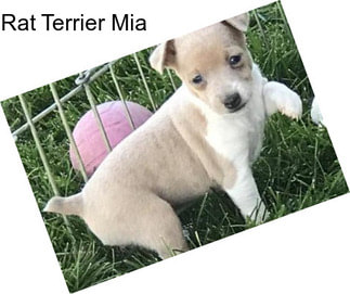 Rat Terrier Mia