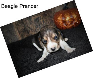 Beagle Prancer