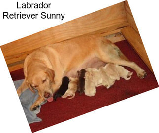 Labrador Retriever Sunny