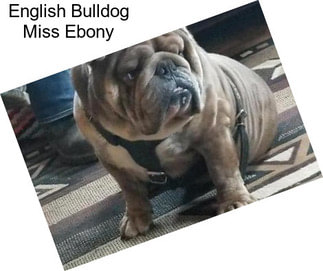 English Bulldog Miss Ebony
