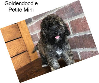 Goldendoodle Petite Mini