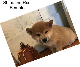 Shiba Inu Red Female