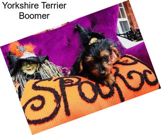 Yorkshire Terrier Boomer