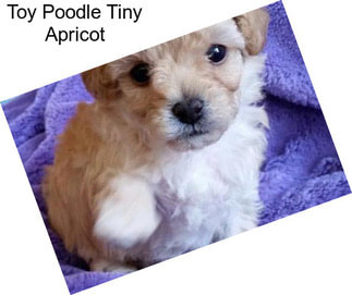 Toy Poodle Tiny Apricot