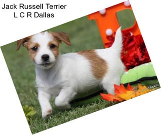 Jack Russell Terrier L C R Dallas