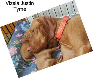 Vizsla Justin Tyme