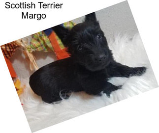 Scottish Terrier Margo