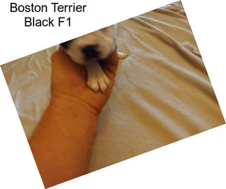 Boston Terrier Black F1
