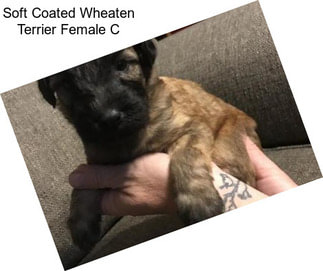 Soft Coated Wheaten Terrier Female C