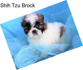 Shih Tzu Brock