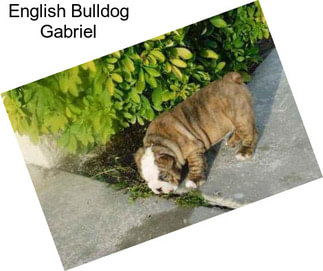 English Bulldog Gabriel