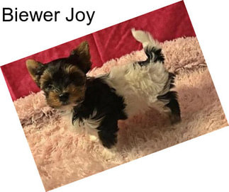 Biewer Joy