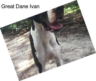 Great Dane Ivan