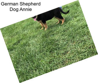 German Shepherd Dog Annie