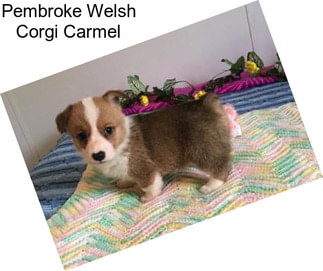 Pembroke Welsh Corgi Carmel