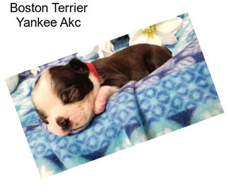 Boston Terrier Yankee Akc