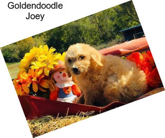 Goldendoodle Joey