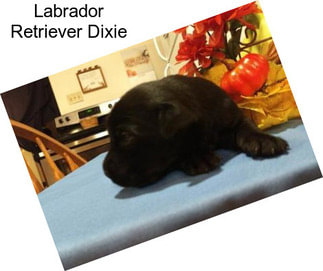 Labrador Retriever Dixie