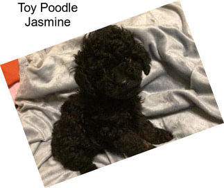 Toy Poodle Jasmine