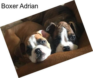 Boxer Adrian