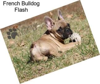 French Bulldog Flash