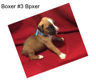Boxer #3 Bpxer