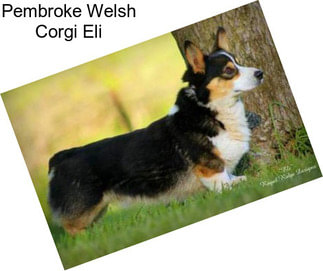 Pembroke Welsh Corgi Eli