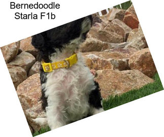 Bernedoodle Starla F1b