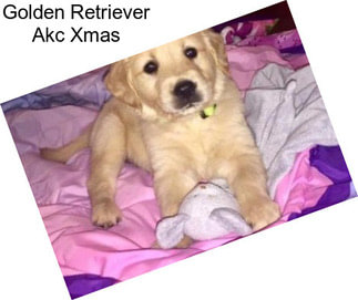 Golden Retriever Akc Xmas