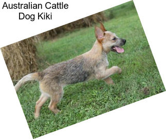 Australian Cattle Dog Kiki