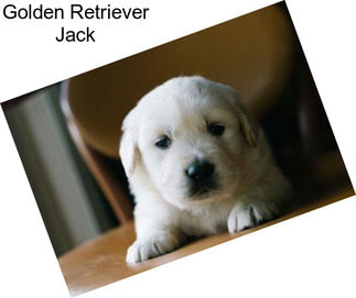 Golden Retriever Jack