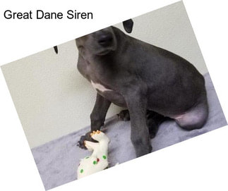 Great Dane Siren